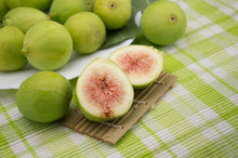 Green Bamboo & Fig - Fragrance Oil