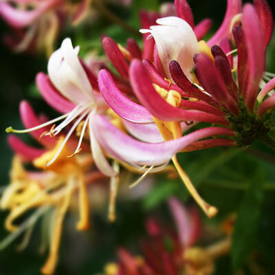 Honeysuckle Jasmine - Fragrance Oil