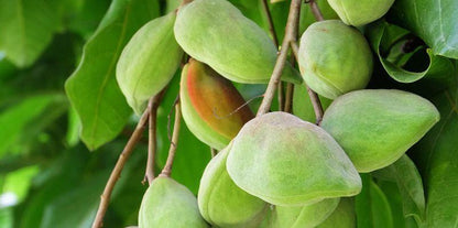 Kakadu Plum & Bush Cucumber - Fragrance Oil