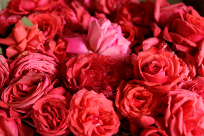 Turkish Rose - Fragrance Oil