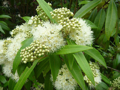 Lemon Myrtle - Fragrance Oil