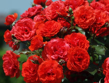 Mademoiselle de Paris - Fragrance Oil