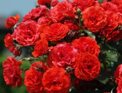 Mademoiselle de Paris - Fragrance Oil