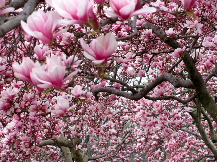 Magnolia in Bloom - Fragrance Oil