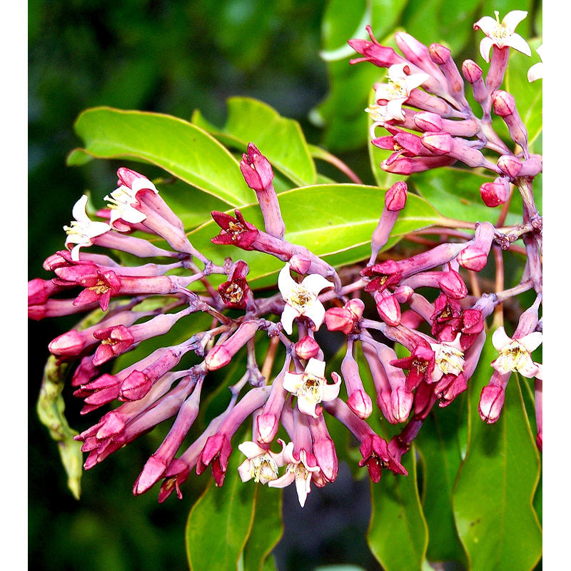 Sandalwood & Honeysuckle Leaf - Fragrance Oil