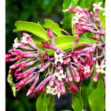 Sandalwood & Honeysuckle Leaf - Fragrance Oil