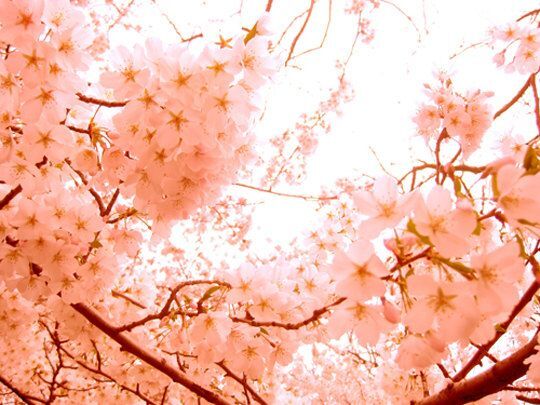 Orange & Peach Blossom - Fragrance Oil