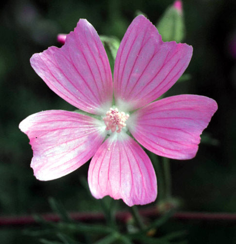 Patchouli & Musk - Fragrance Oil