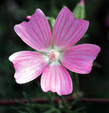 Patchouli & Musk - Fragrance Oil