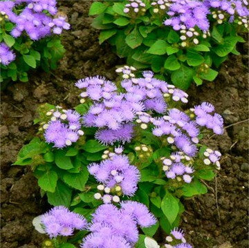 Patchouli - Fragrance Oil