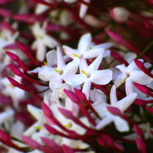 Pink Jasmine & Violet - Fragrance Oil