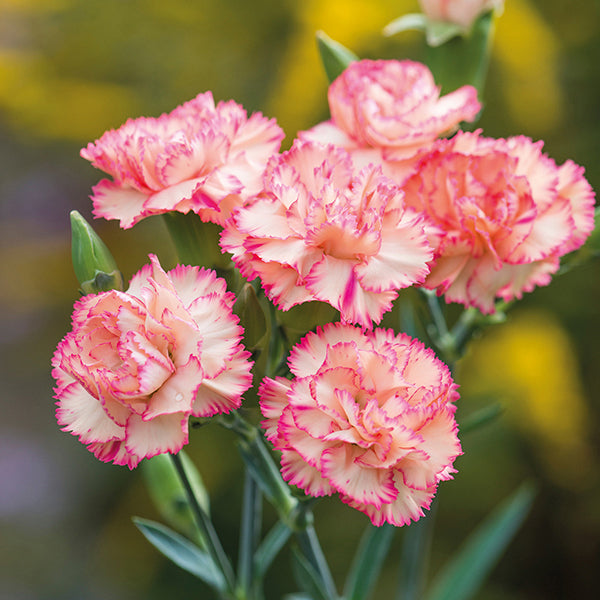 Carnation - Fragrance Oil
