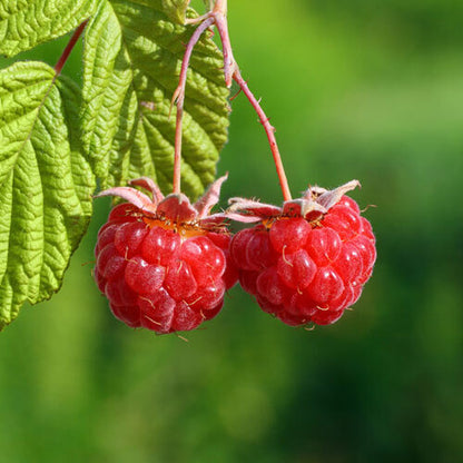 Ripened Raspberry - Fragrance Oil