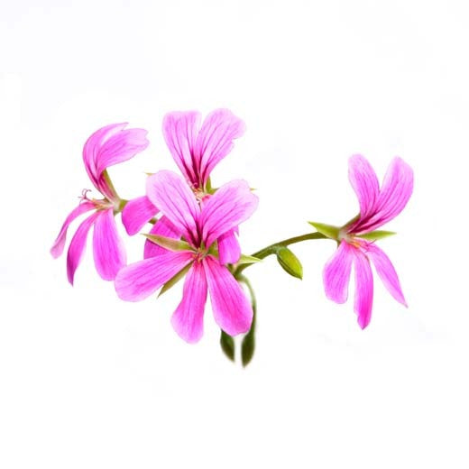 Rose Geranium - Fragrance Oil