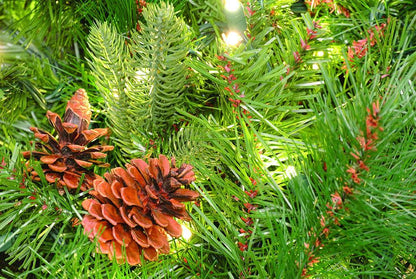 Scotch Pine - Fragrance Oil
