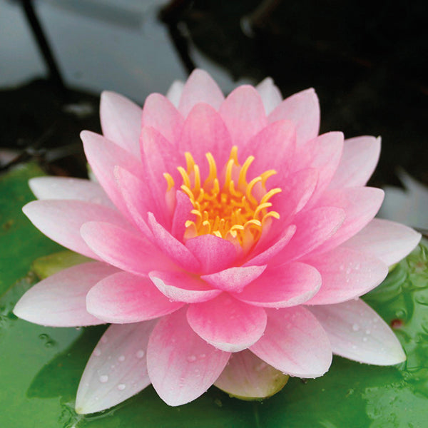 Sea Mist & Waterlily - Fragrance Oil
