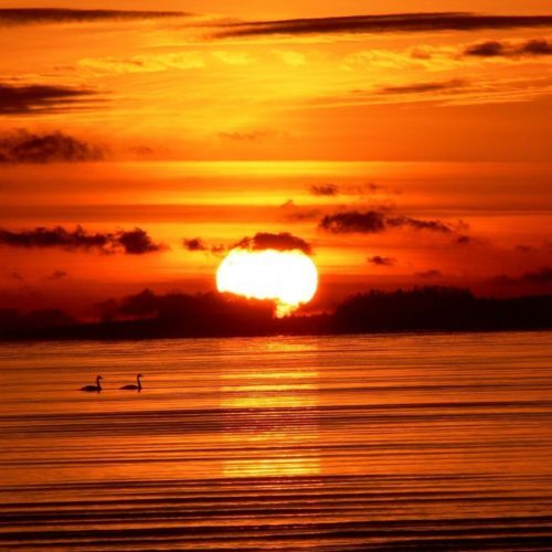 Sonoma Sunset - Fragrance Oil