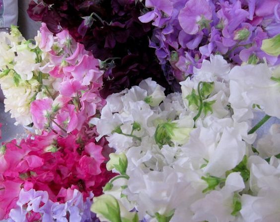 Sweet Pea & Jasmine - Fragrance Oil
