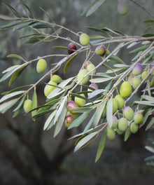 Thyme & Olive Leaf - Fragrance Oil