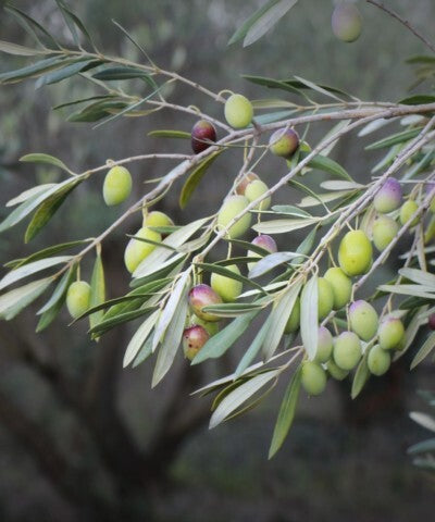 Thyme & Olive Leaf - Fragrance Oil