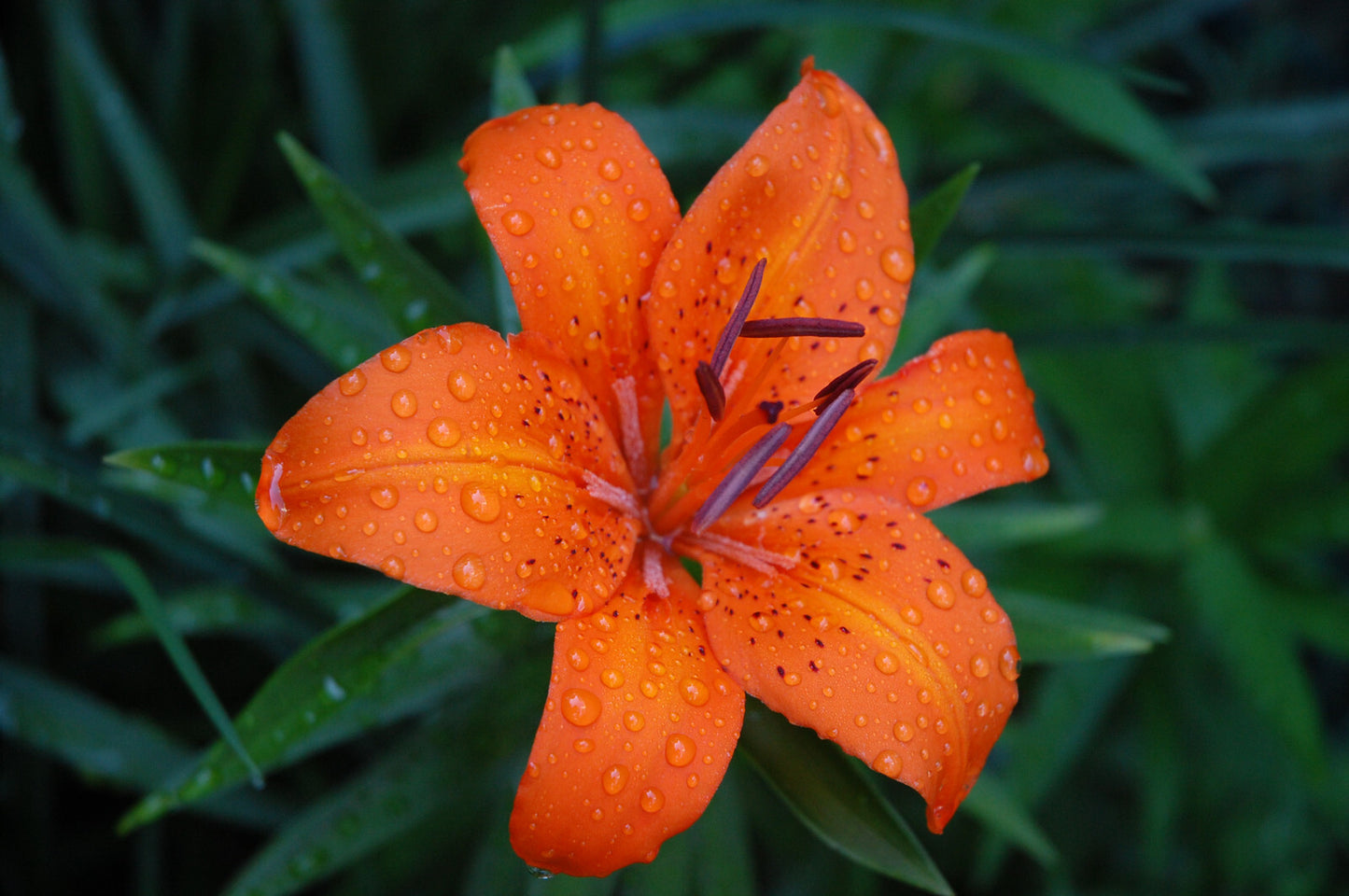 Tiger Lily & Patchouli - Fragrance Oil