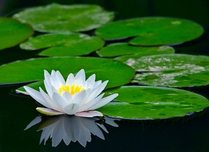 Waterlily - Fragrance Oil
