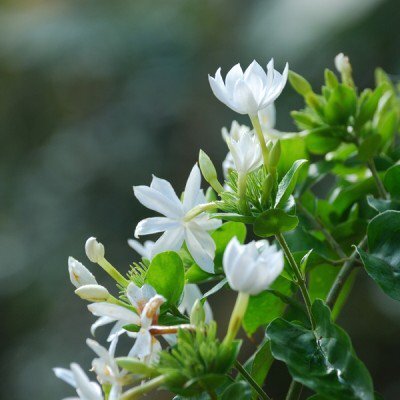 White Jasmine & Ivy - Fragrance Oil