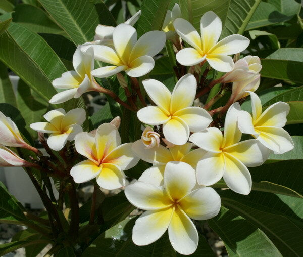 White Frangipani - Fragrance Oil
