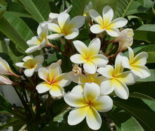 White Frangipani - Fragrance Oil
