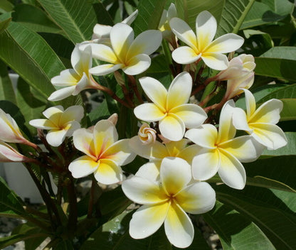 White Frangipani - Fragrance Oil