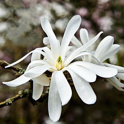 White Magnolia & Citrus - Fragrance Oil