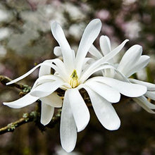 White Magnolia & Citrus - Fragrance Oil