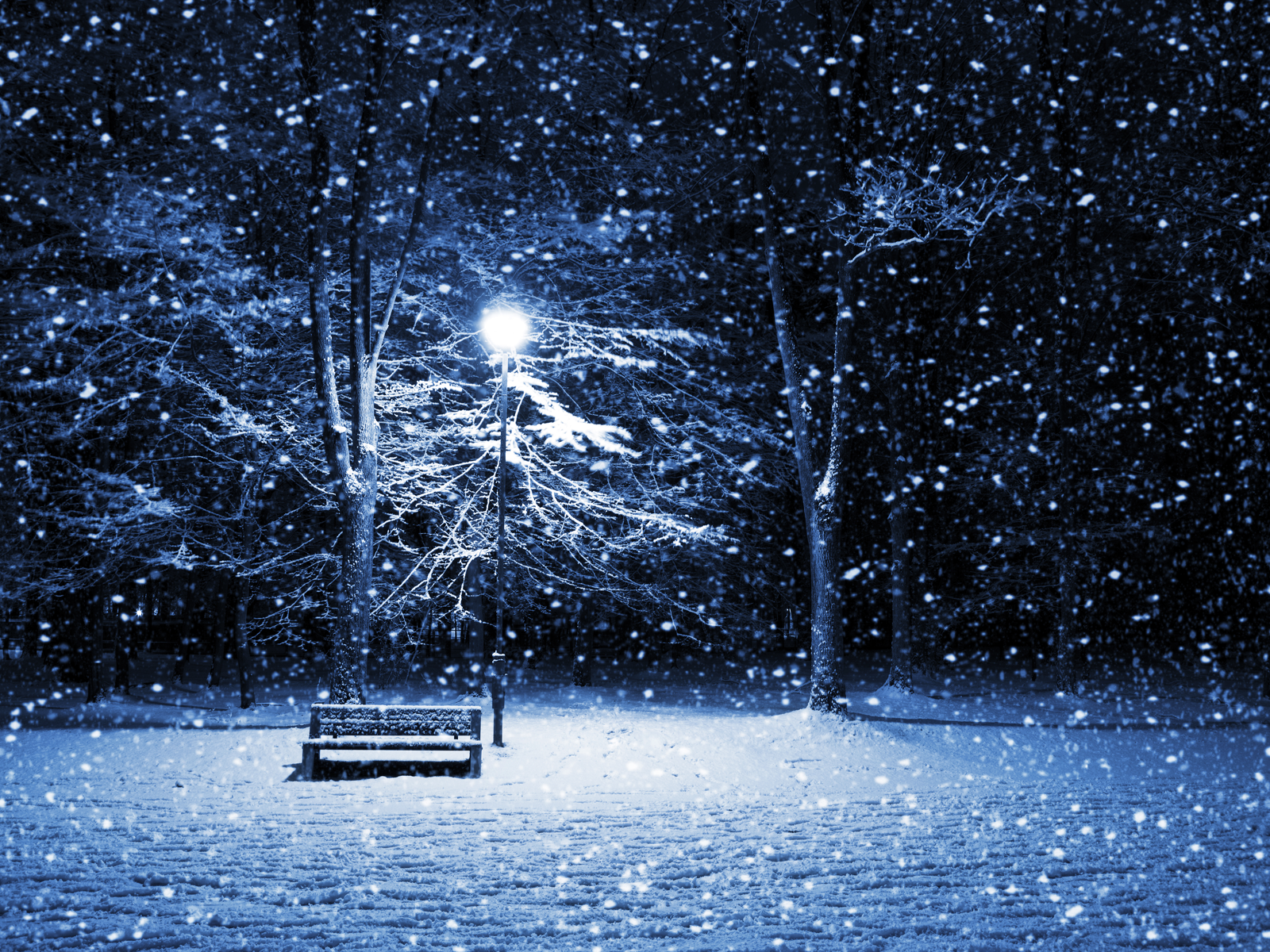 Winter's Night Dream - Fragrance Oil