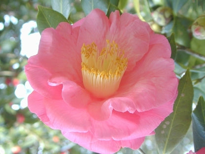 Camellia & Pink Lotus - Fragrance Oil