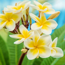 Hawaiian Frangipani - Fragrance Oil