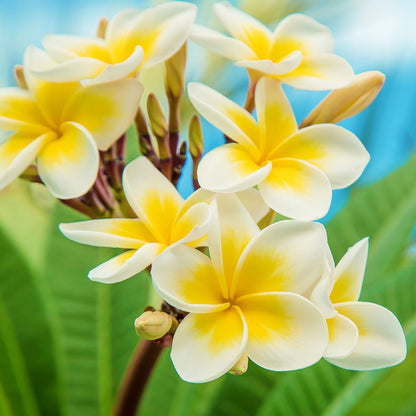 Hawaiian Frangipani - Fragrance Oil