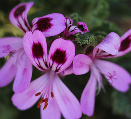 Rose Geranium & Bergamot - Fragrance Oil