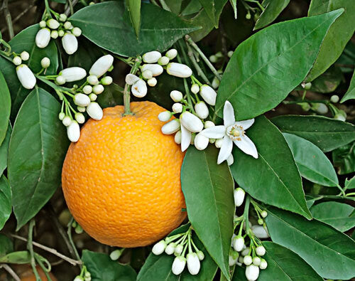 Sweet Neroli & Basil - Fragrance Oil