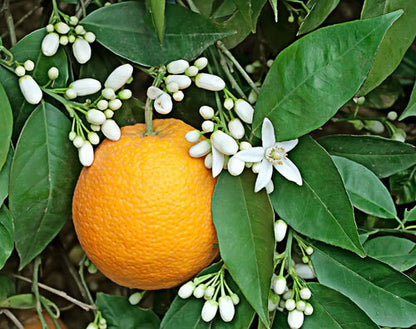 Sweet Neroli & Basil - Fragrance Oil