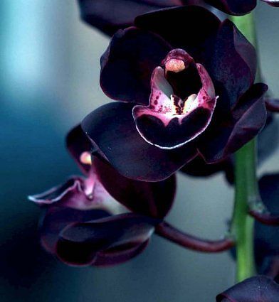 Ginger & Black Orchid - Fragrance Oil
