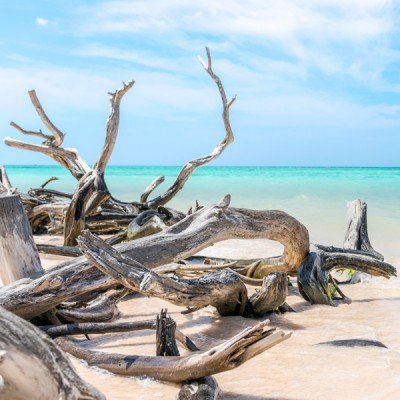Sea Salt & Driftwood - Fragrance Oil