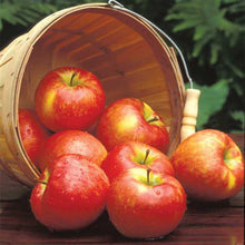 Apple & Honeycrisp - Fragrance Oil
