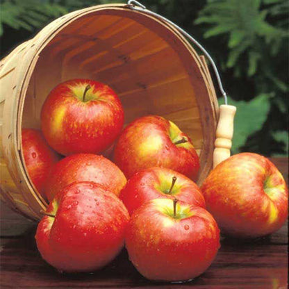 Apple & Honeycrisp - Fragrance Oil