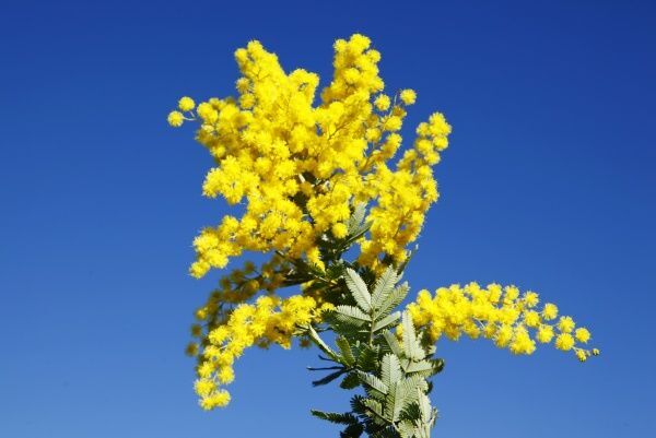Australian Wattle - Fragrance Oil