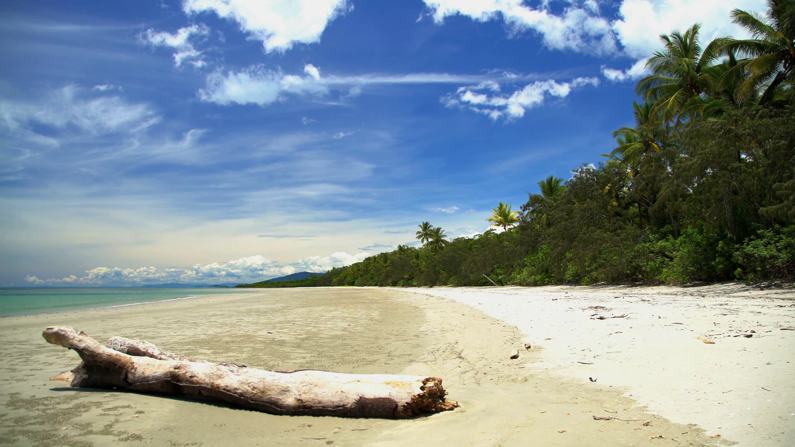 Daintree & Driftwood - Fragrance Oil
