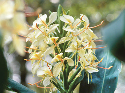 Ginger Lily - Fragrance Oil