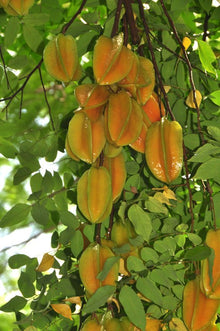 Hibiscus Starfruit - Fragrance Oil