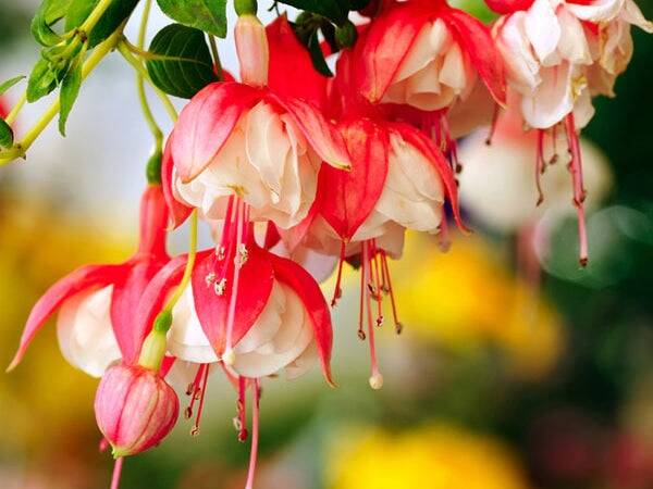 Honeysuckle Shea - Fragrance Oil