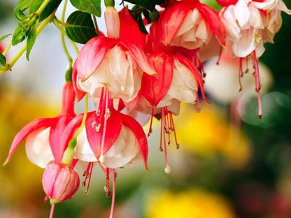 Honeysuckle Shea - Fragrance Oil