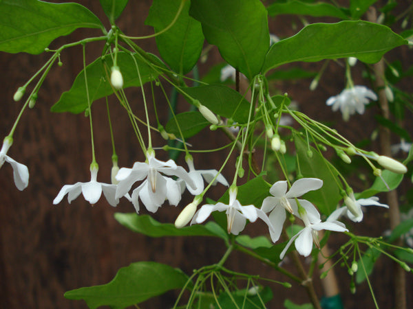 Jasmine Splash - Fragrance Oil